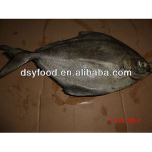 Pescado congelado negro pomfret WR